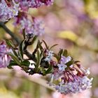 Winterschneeball (Viburnum)