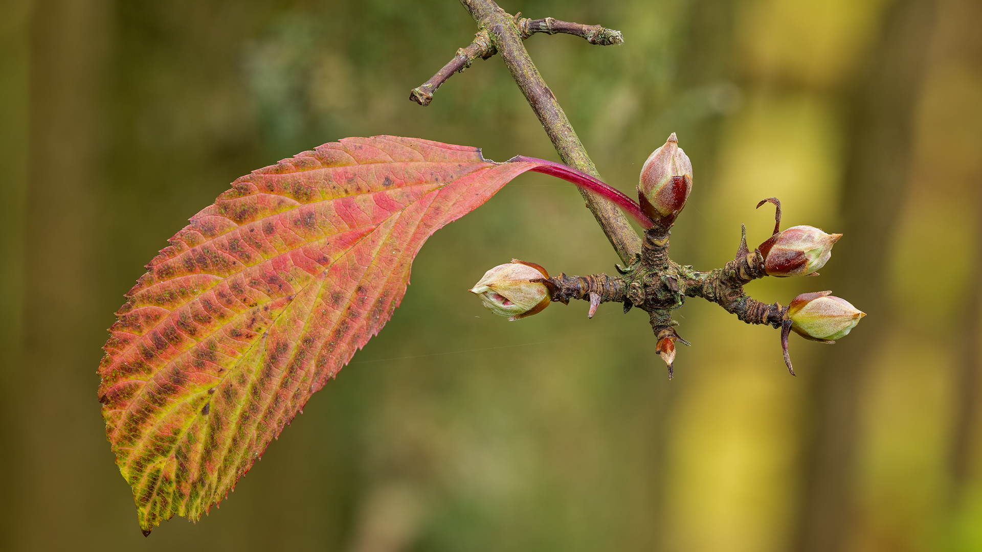 Winterschneeball (Viburnum × bodnantense) - Herbstfärbung