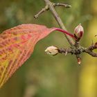 Winterschneeball (Viburnum × bodnantense) - Herbstfärbung