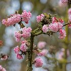 Winterschneeball (Viburnum x bodnantense)