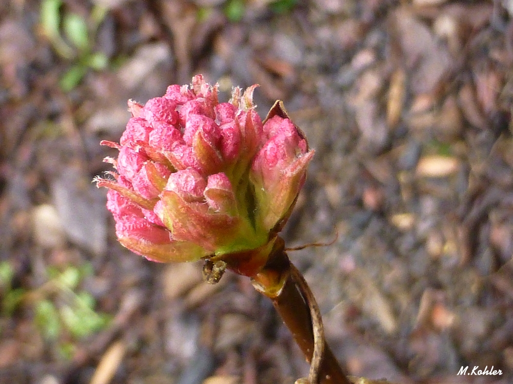 Winterschneeball (Viburnum x bodnantense "Charles Lamont")