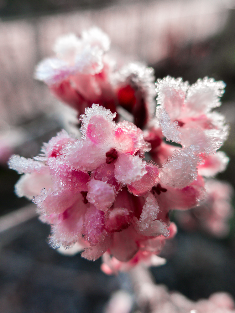 Winterschneeball (Vilburnum bodnantense)