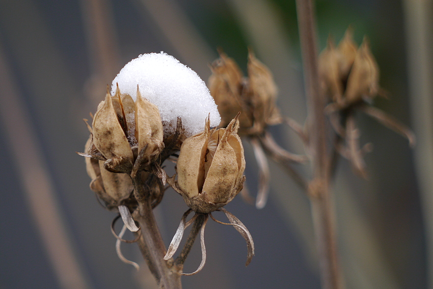 Winterschöne