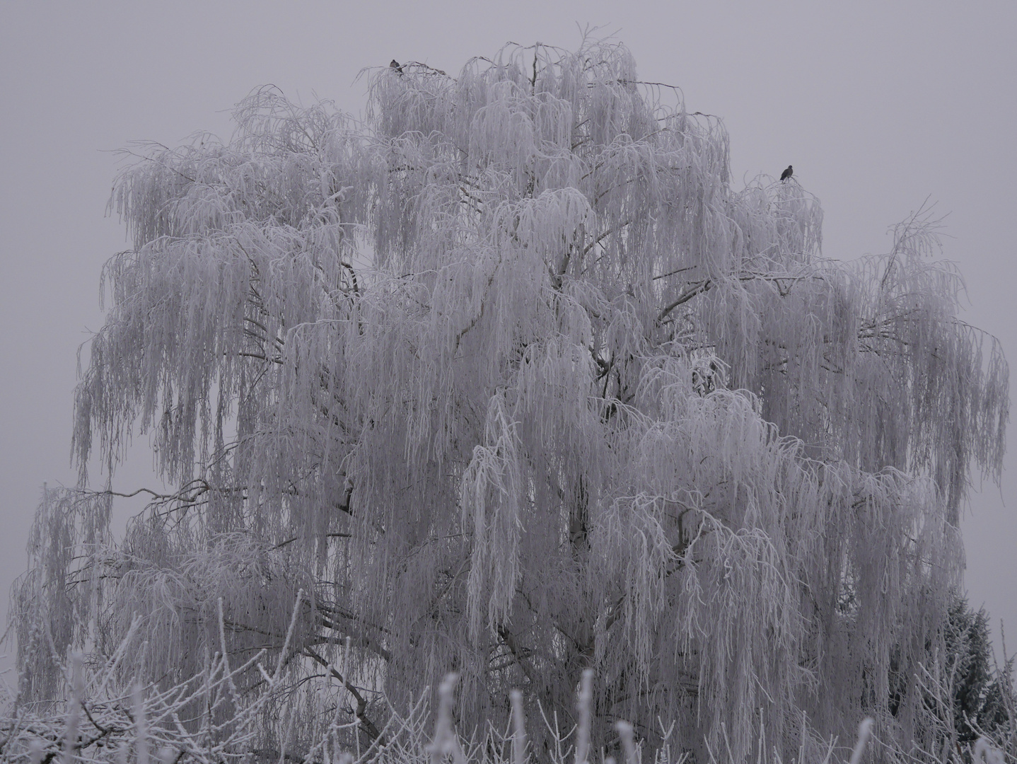 Winterschöne Weide