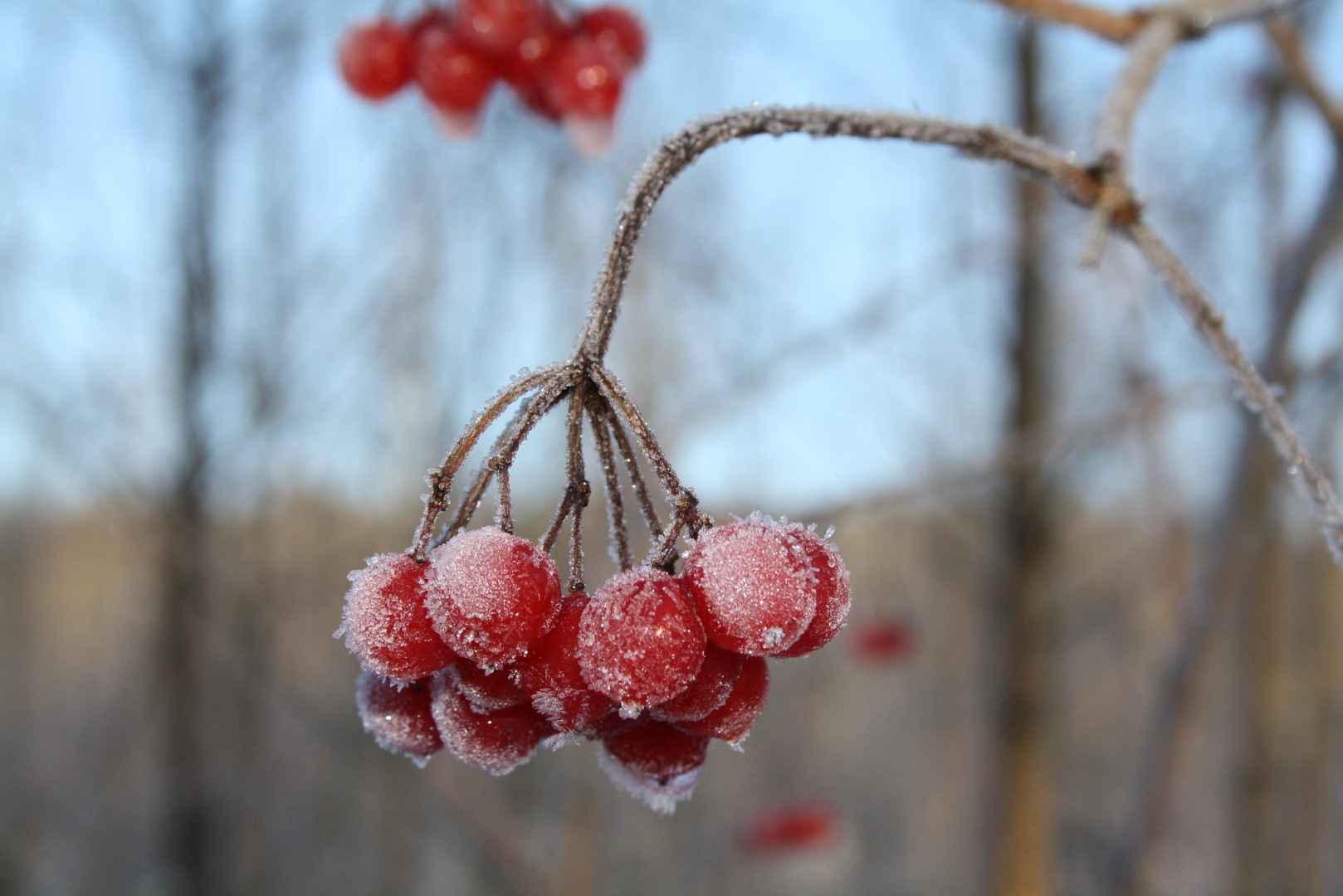 Winterschönheit