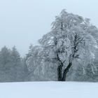 WINTERSCHÖNHEIT