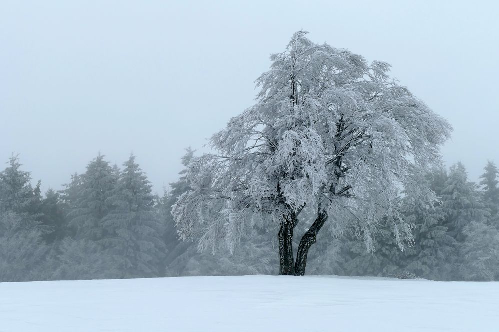 WINTERSCHÖNHEIT