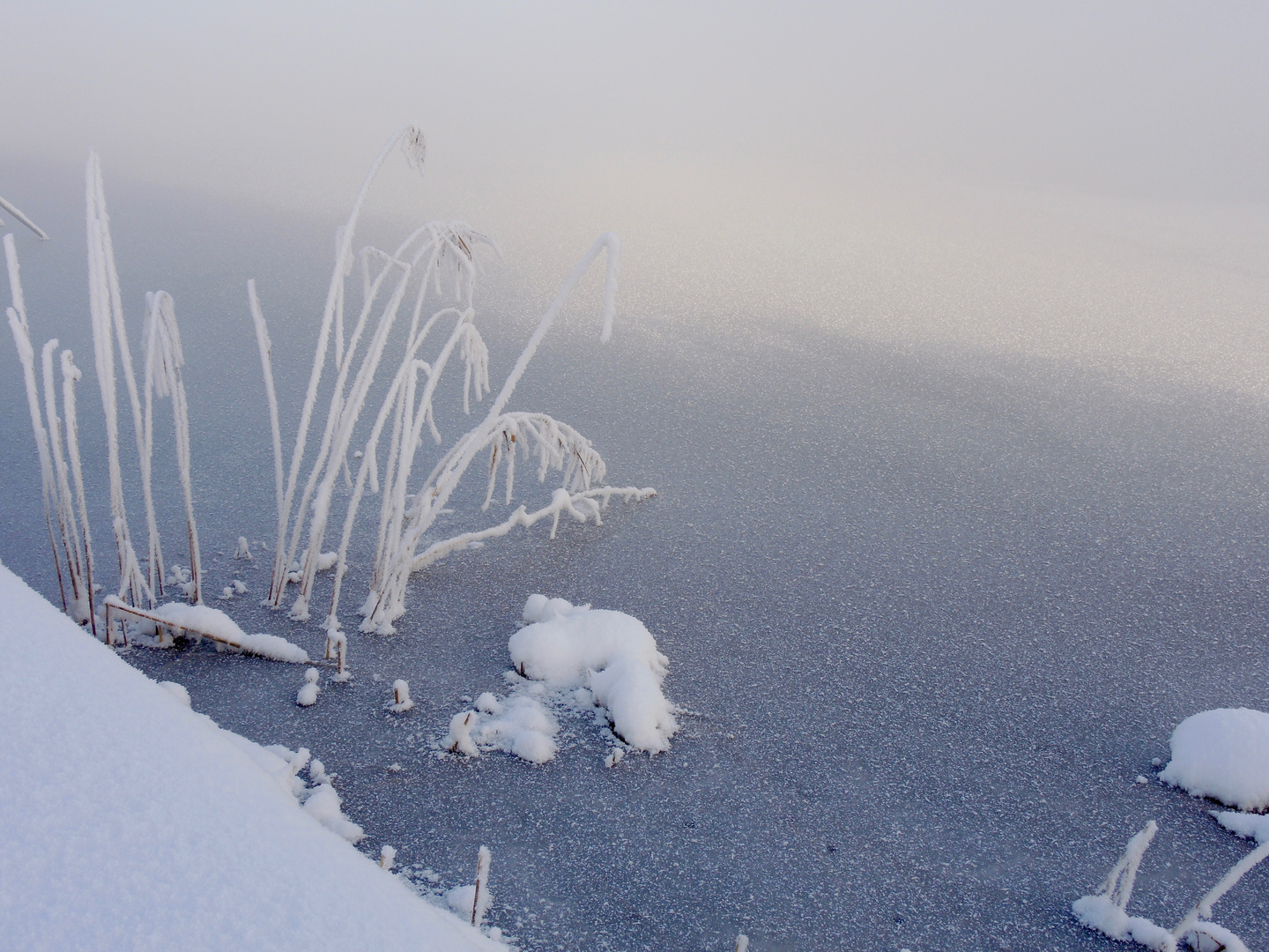 Winterschönheit