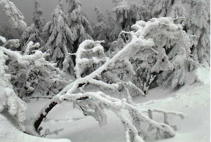 Winterschönheit