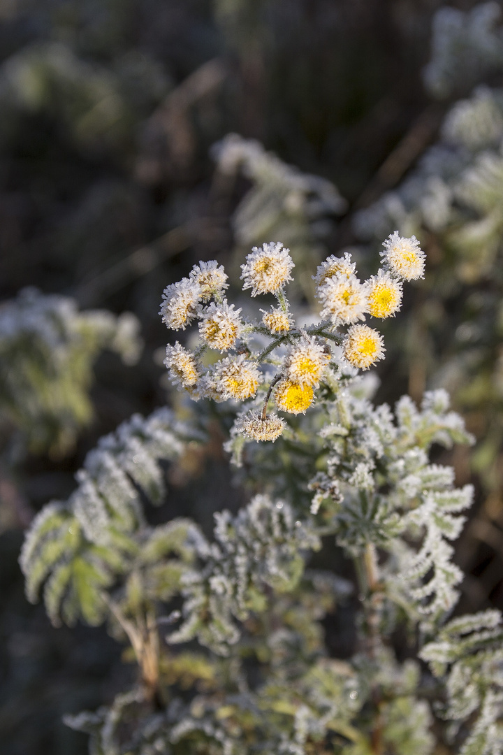 Winterschönheit