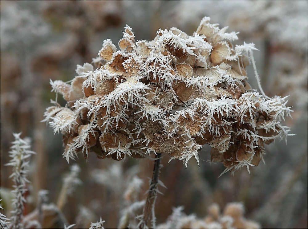 Winterschönheit