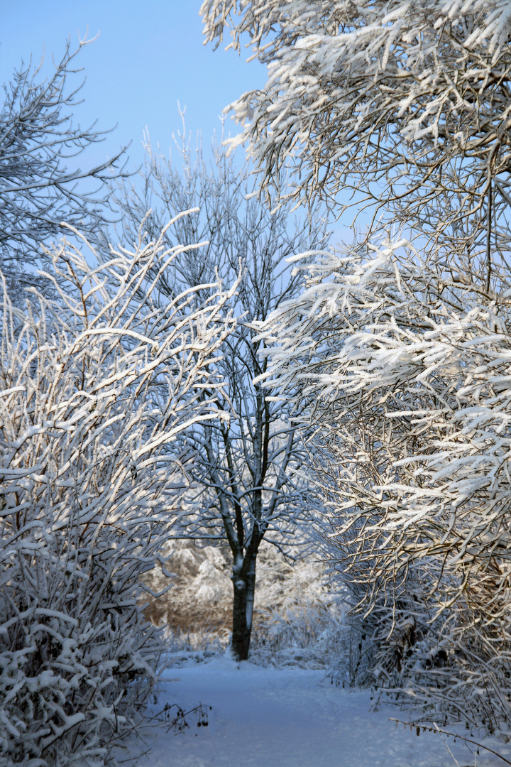 Winterschönheit