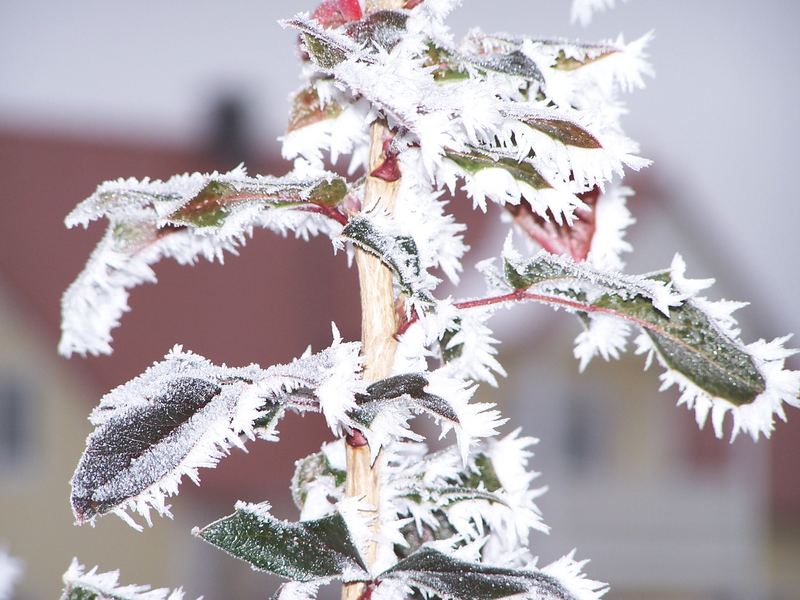 Winterschönheit