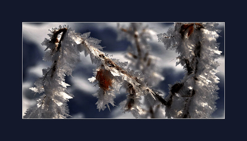 Winterschönheit