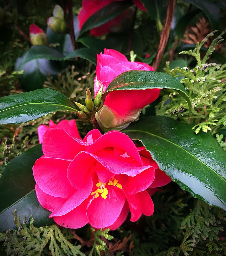 Winterschönheit „ Camelia " 