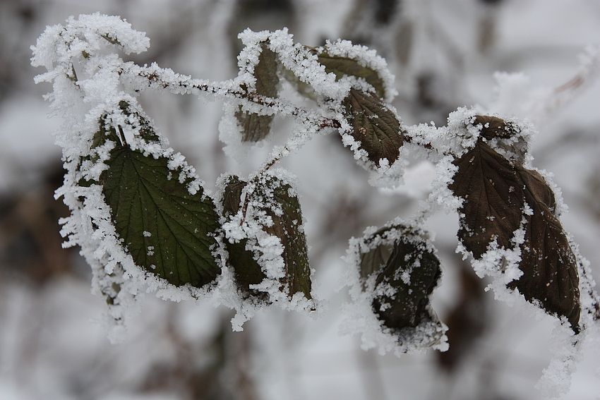 Winterschönheit