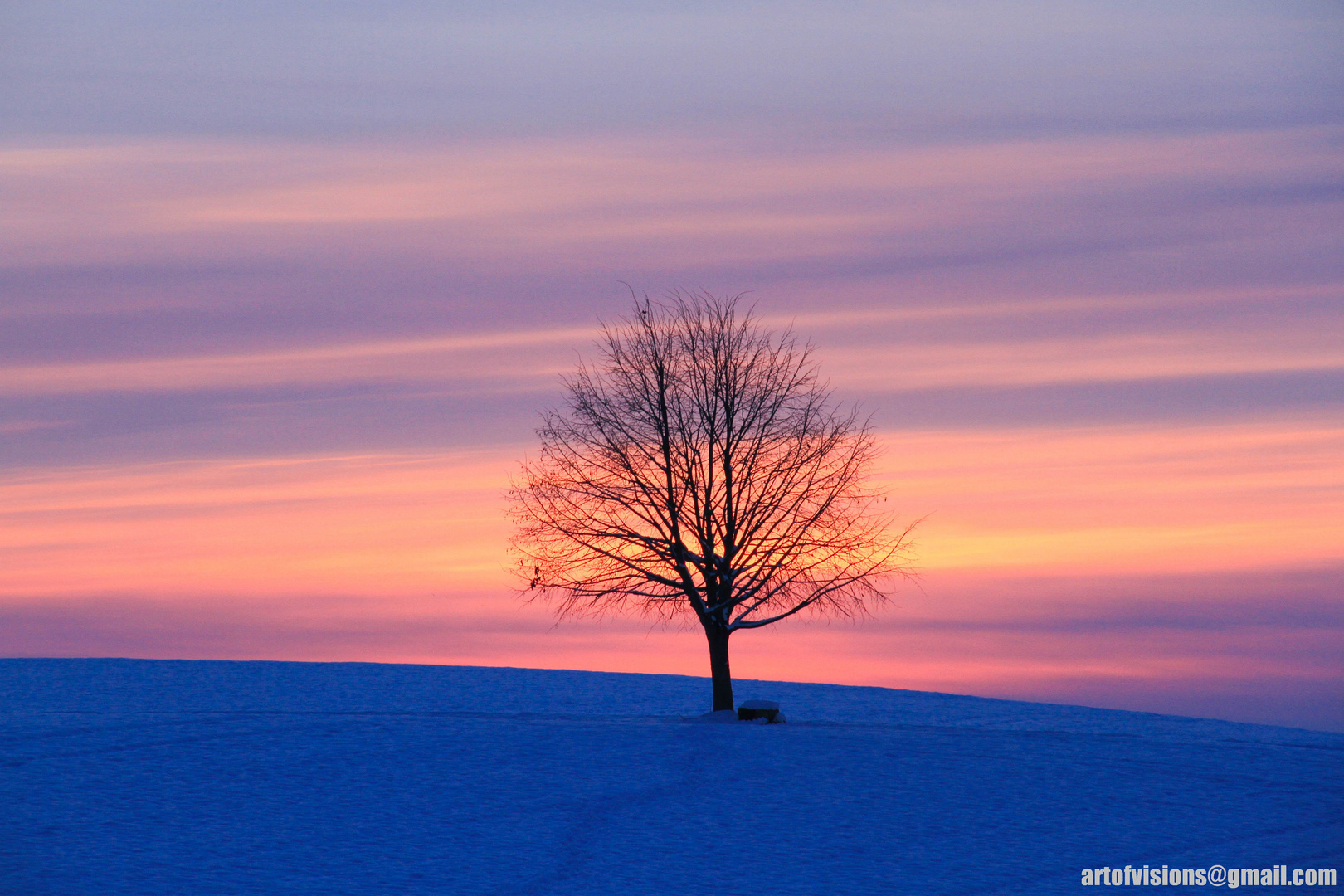 Winterschönheit