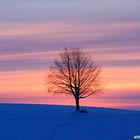 Winterschönheit