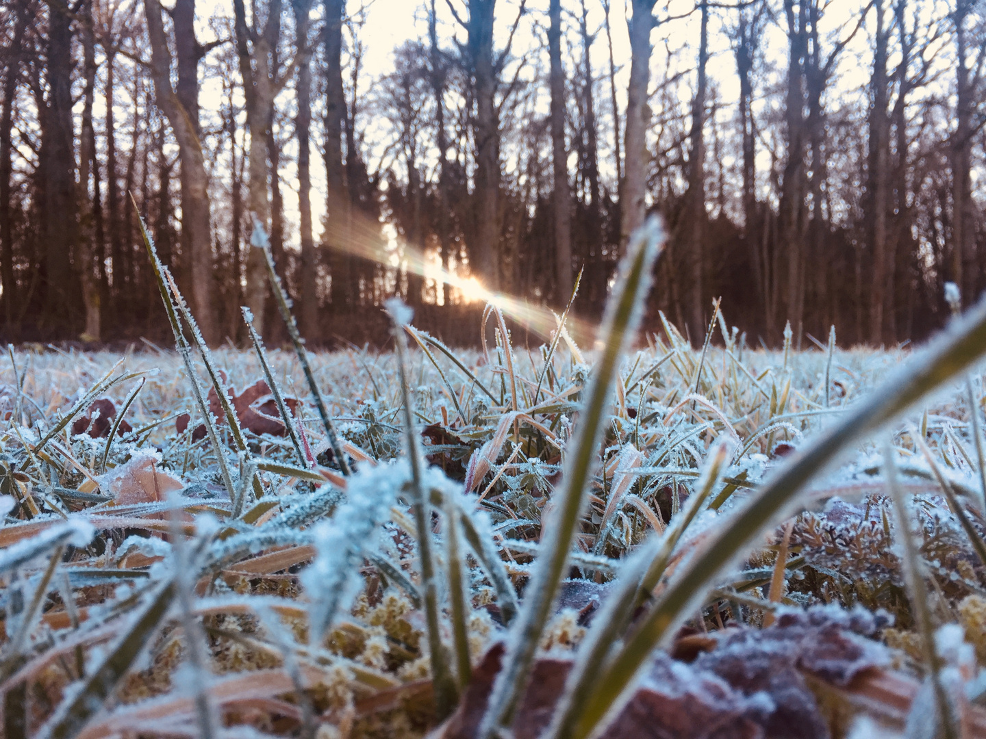 Winterschönheit ohne Schnee