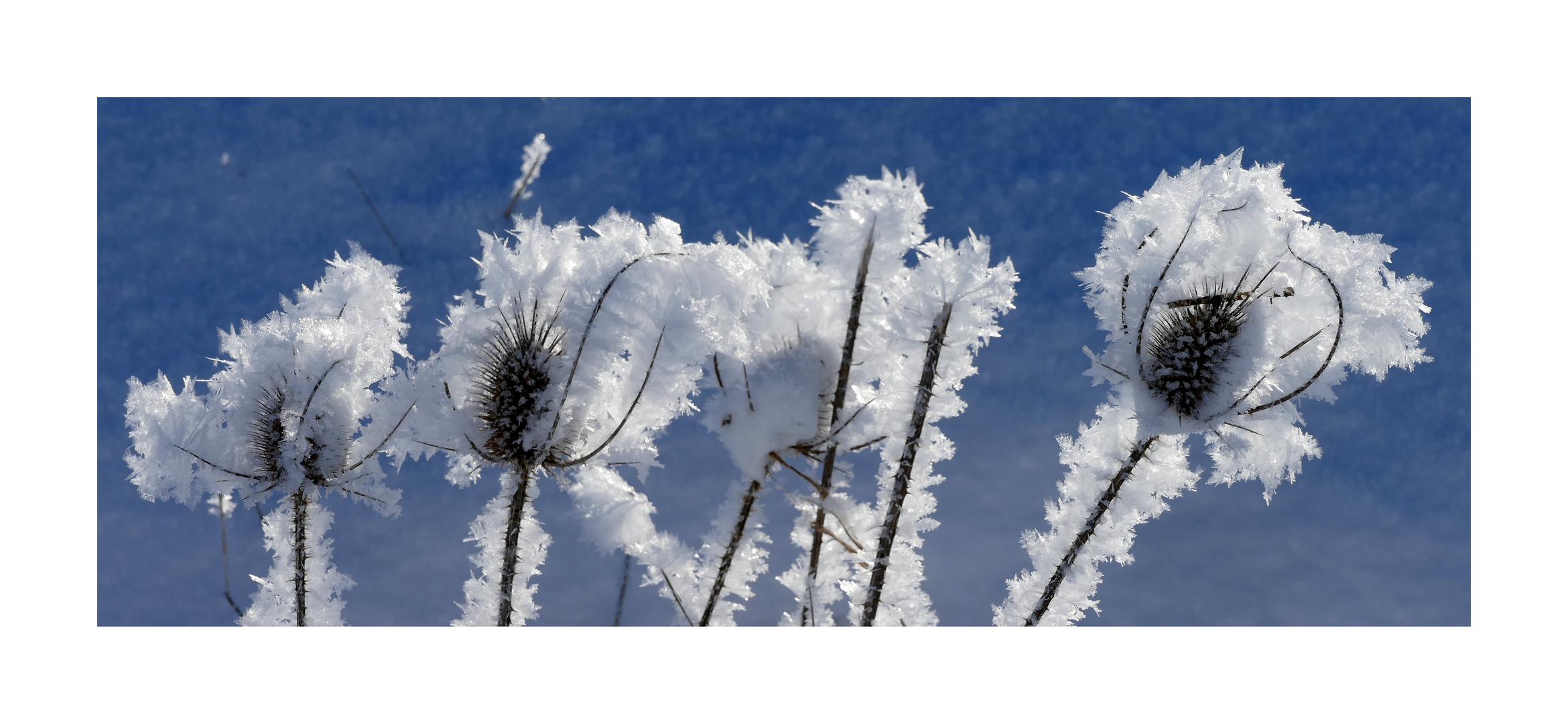 Winterschönheiten