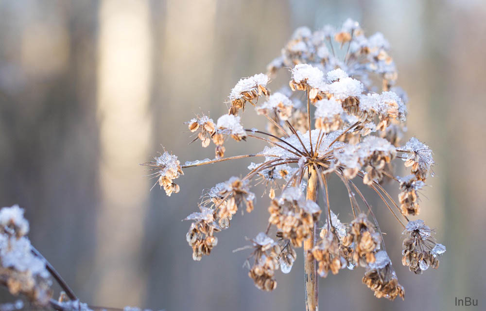 Winterschönheiten