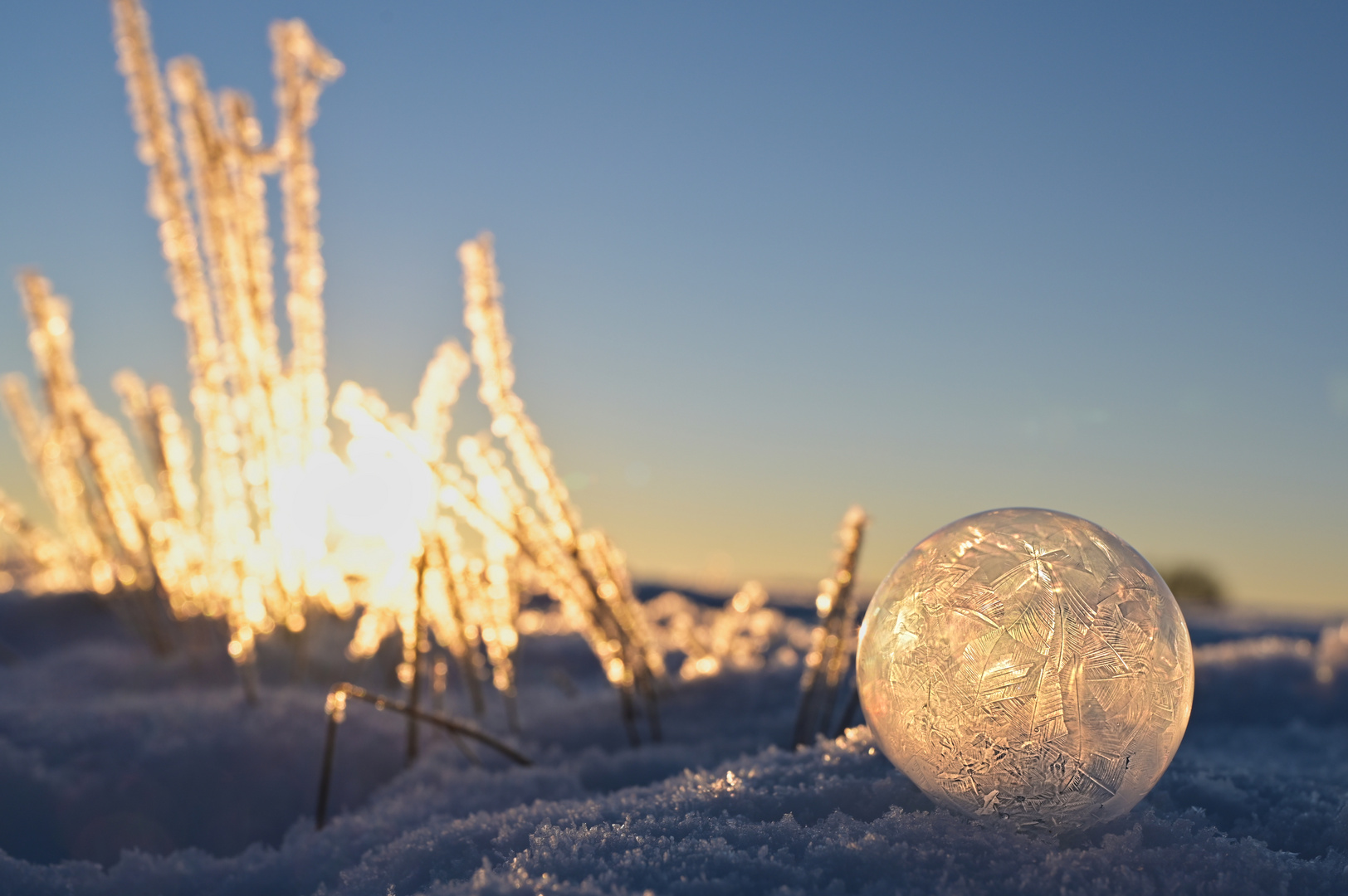 Winterschönheiten I