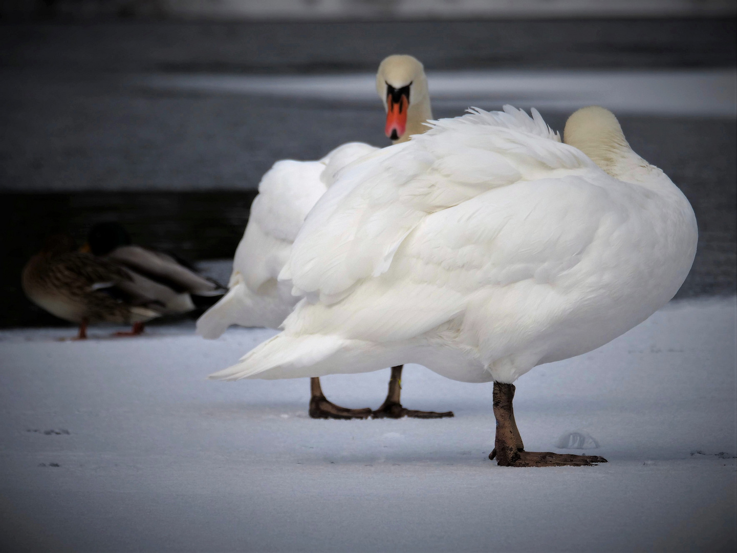 Winterschwäne