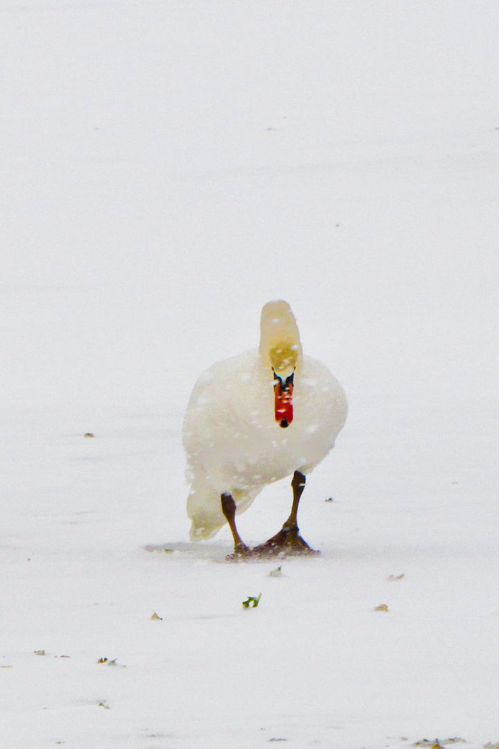 Winterschwäne III