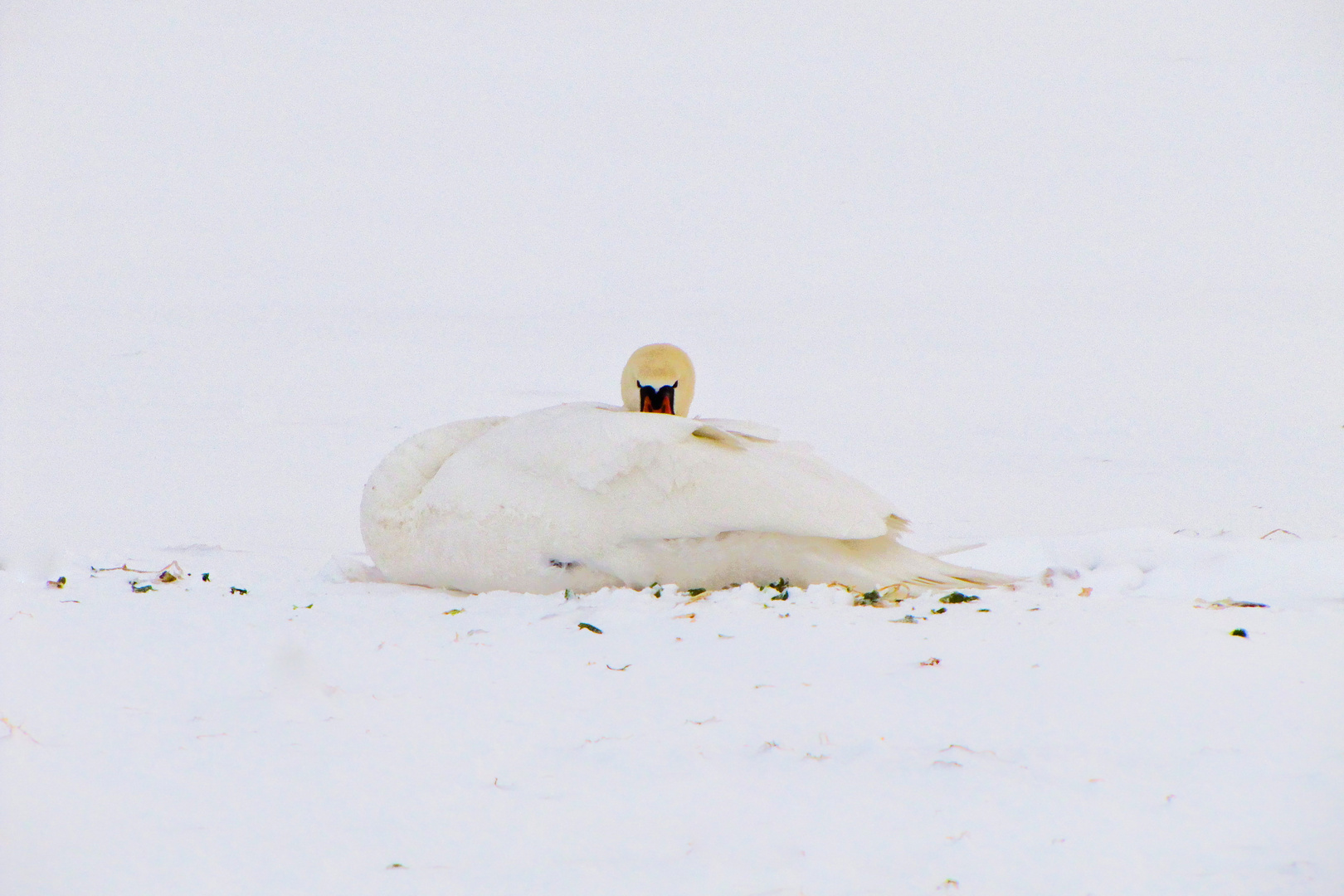 Winterschwäne VI "Ich seh dich!"