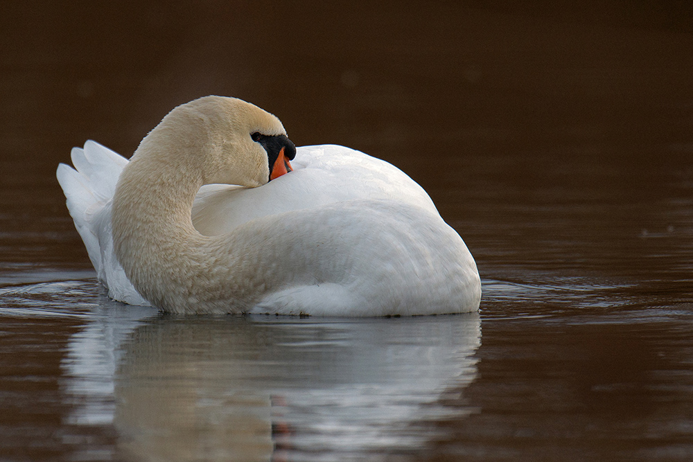 Winterschwan