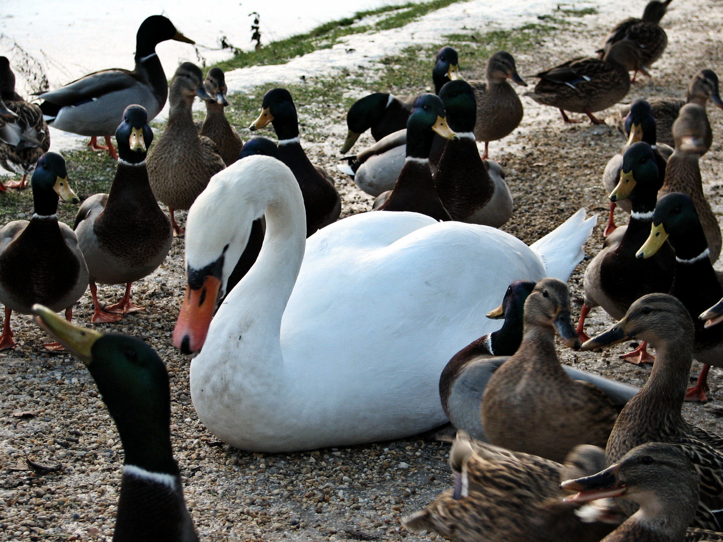 Winterschwan in Gesellschaft 2