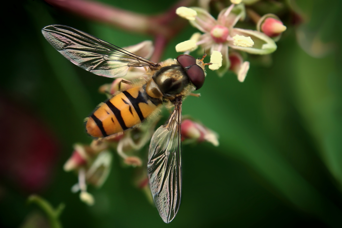 Winterschwebfliege