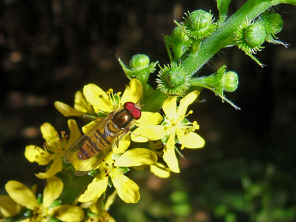 Winterschwebfliege an Odermennig