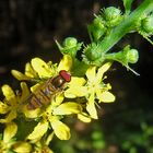 Winterschwebfliege an Odermennig