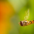 Winterschwebfliege (Episyrphus balteatus)