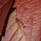 Winterschwebfliege (Episyrphus balteatus) auf Wildem Wein