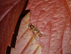 Winterschwebfliege (Episyrphus balteatus) auf Wildem Wein