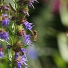 Winterschwebfliege im Sommer