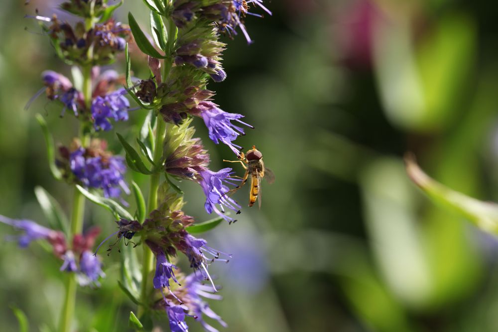 Winterschwebfliege im Sommer