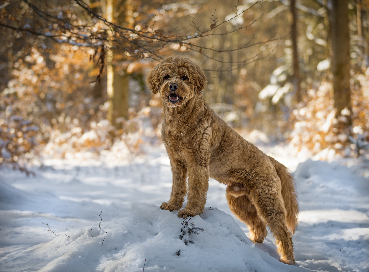 Wintershooting Teddy