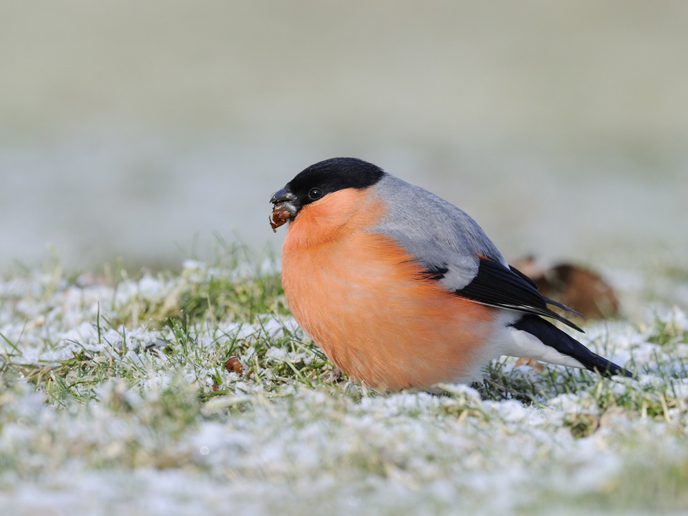 Wintersnack