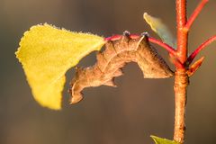 Wintersocken für Raupen?