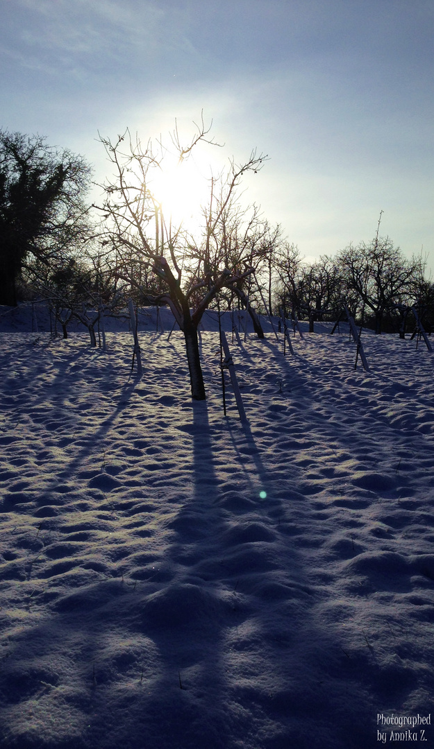 Wintersonne