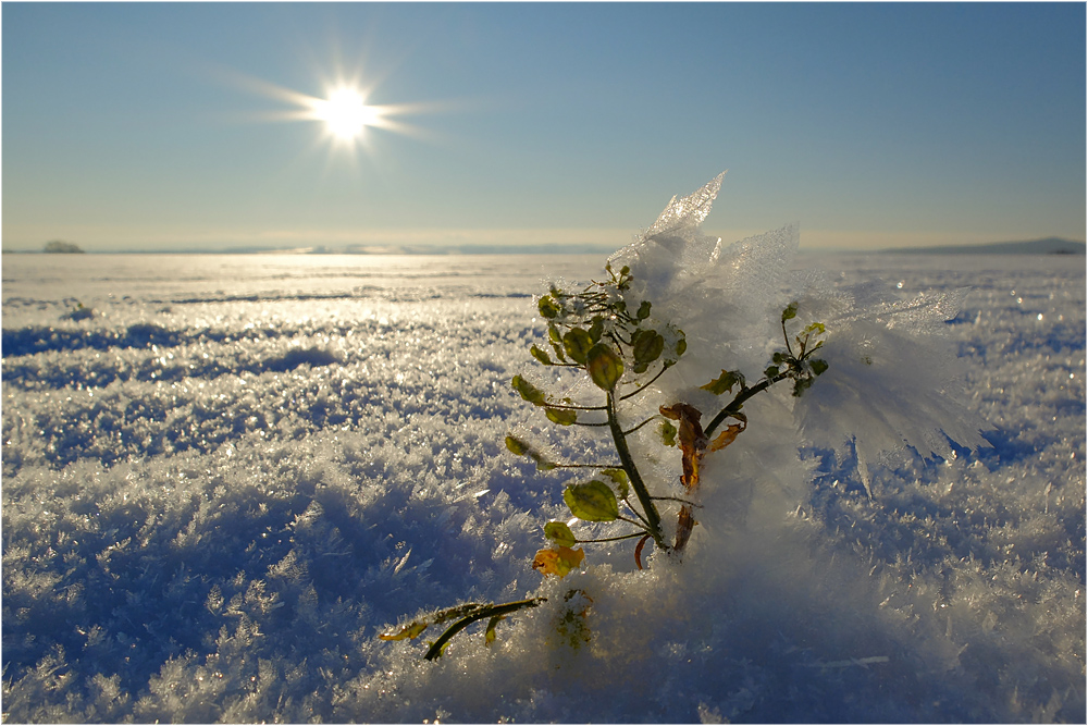 Wintersonne