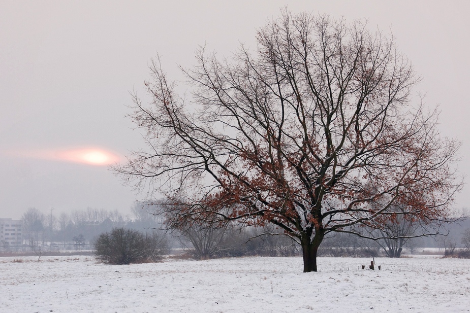 Wintersonne