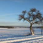 Wintersonne (2)