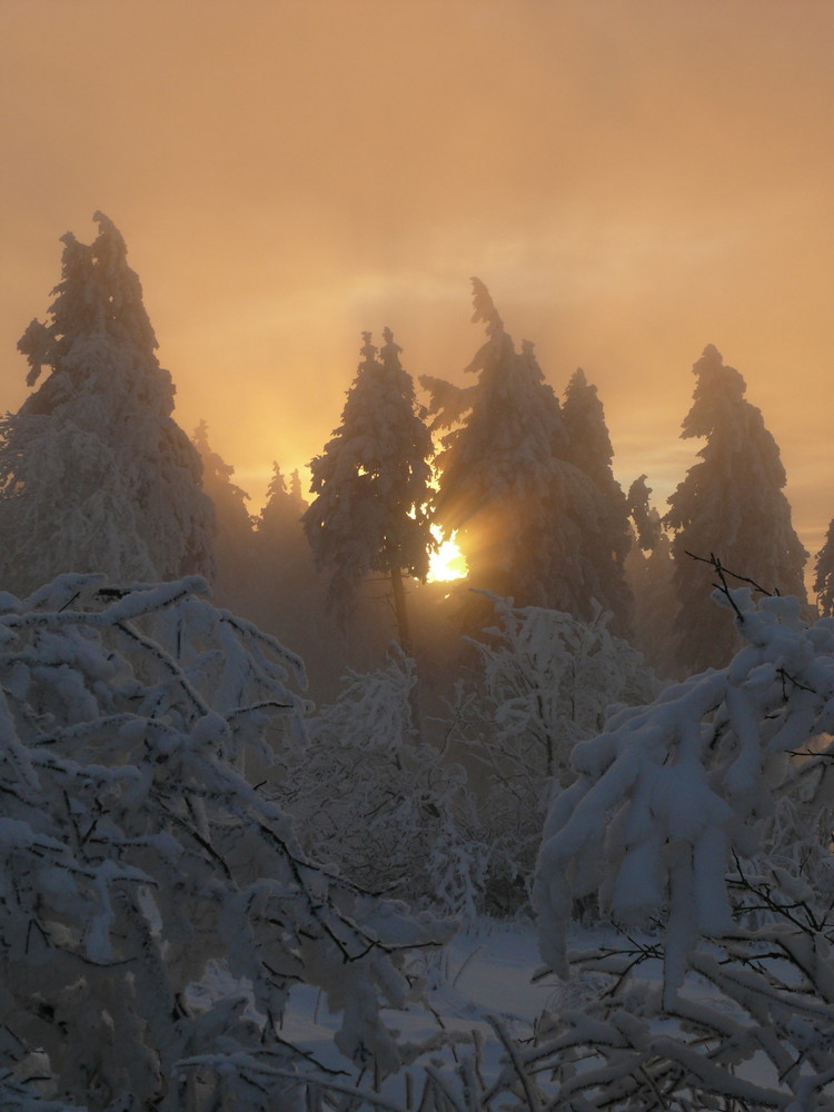 Wintersonne von Barbara Weise