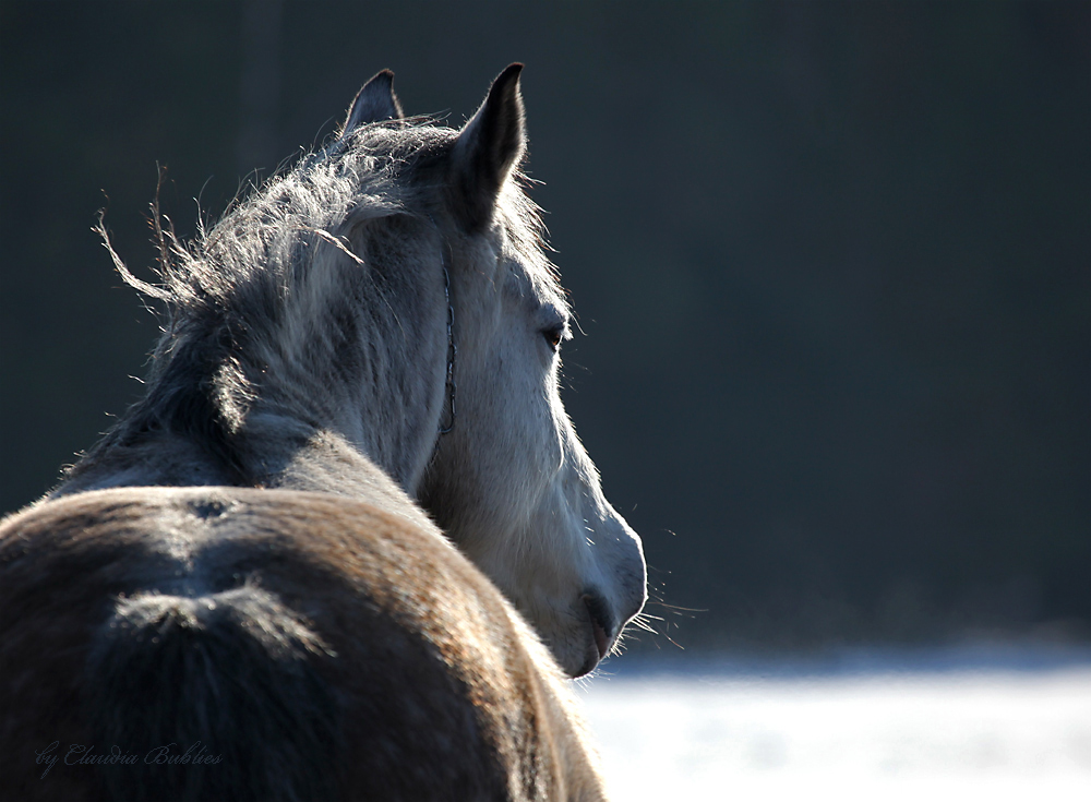 Wintersonne