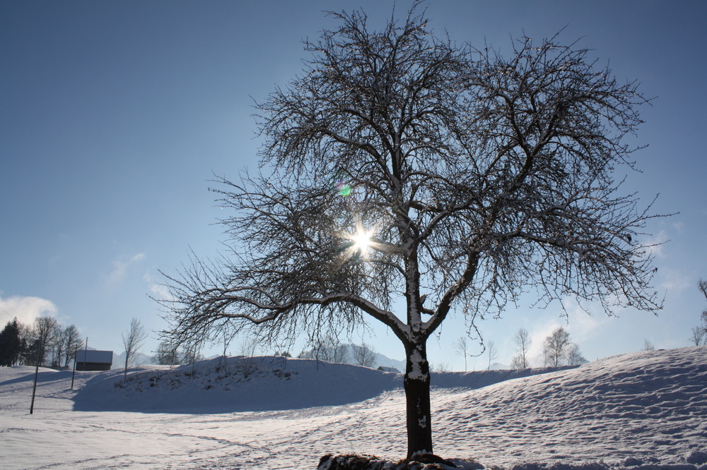 Wintersonne