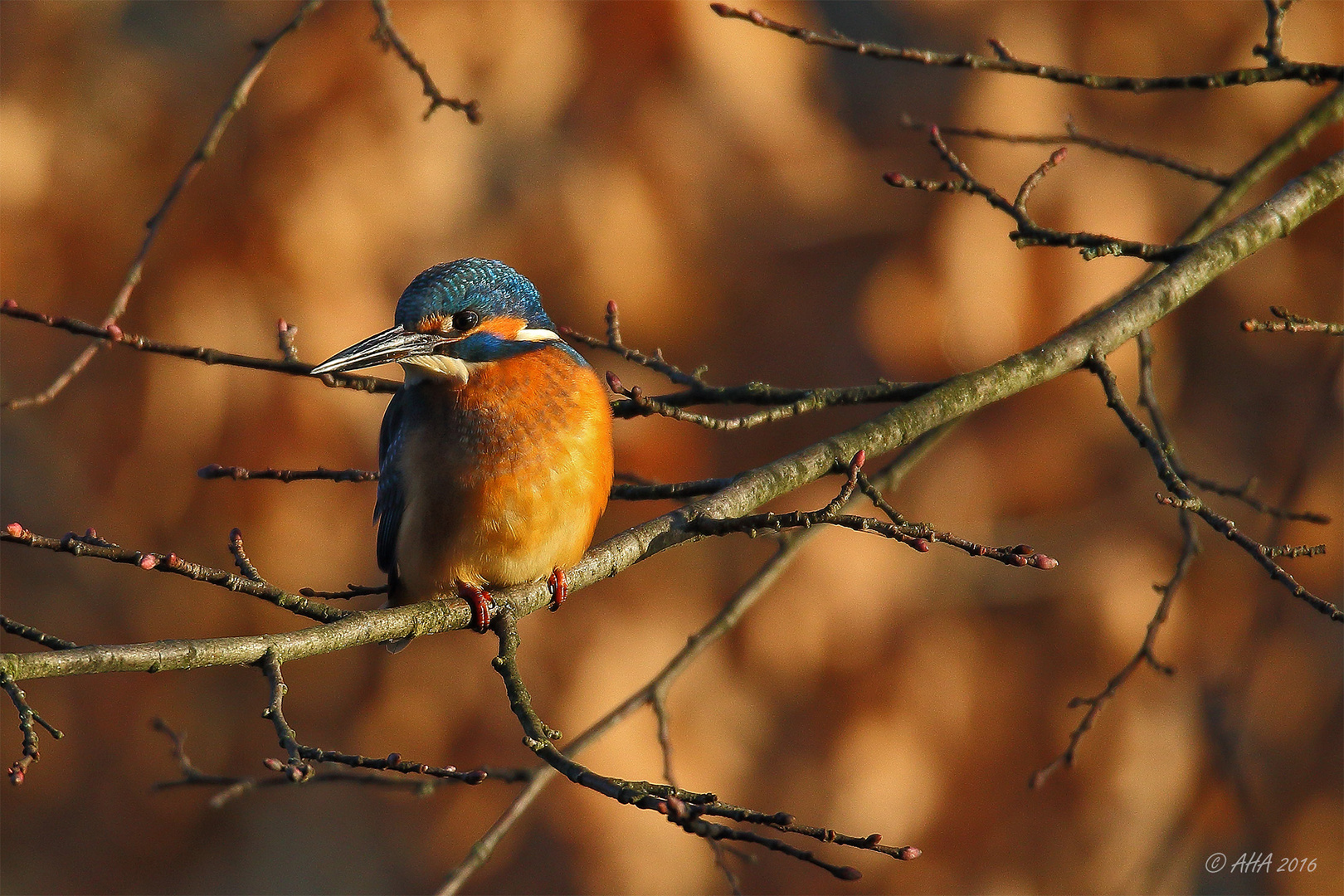 Wintersonne